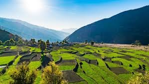 Read more about the article True medicine comes from Earth, not from Lab